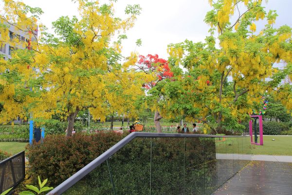 幾米許諾之地：【台南景點】幾米公園願望盛開~許諾之地，鳳凰花與阿勃勒及愛心樹三樹花交疊的特殊景觀