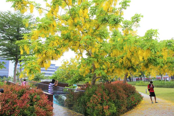 幾米許諾之地：【台南景點】幾米公園願望盛開~許諾之地，鳳凰花與阿勃勒及愛心樹三樹花交疊的特殊景觀