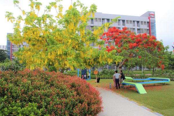 幾米許諾之地：【台南景點】幾米公園願望盛開~許諾之地，鳳凰花與阿勃勒及愛心樹三樹花交疊的特殊景觀