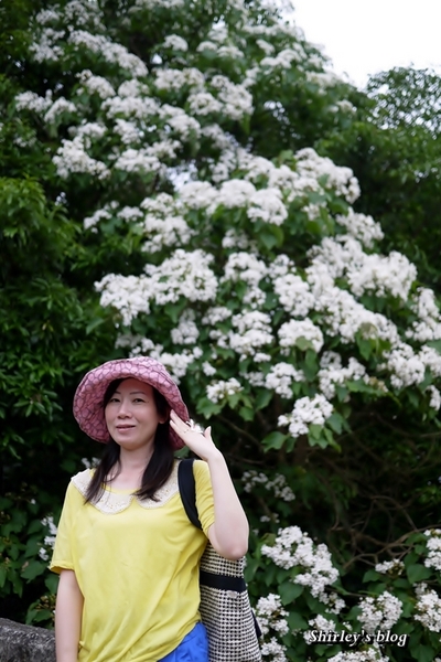 三芝大坑賞桐步道:三芝‧大坑賞桐步道 三芝大坑賞桐步道:三芝‧大坑賞桐步道