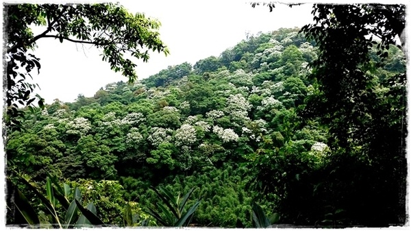 新店四份子產業道路：【新北◍•ᴗ•◍新店】賞花・新店四份子產業道路賞桐花詳細路線2015・4/30花況✯賞桐、賞螢景點｜桐花雪遍地的小徑