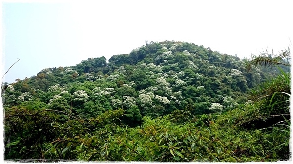 新店四份子產業道路：【新北◍•ᴗ•◍新店】賞花・新店四份子產業道路賞桐花詳細路線2015・4/30花況✯賞桐、賞螢景點｜桐花雪遍地的小徑