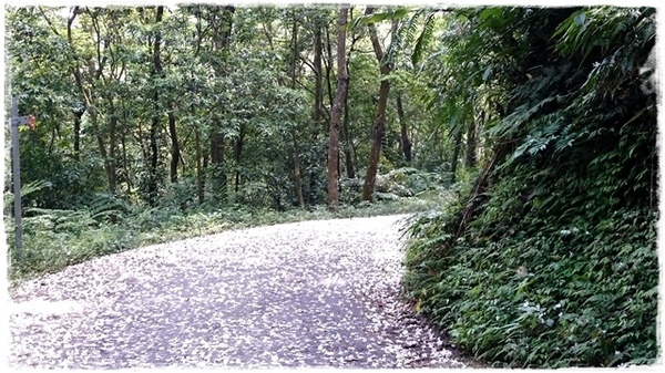 新店四份子產業道路：【新北◍•ᴗ•◍新店】賞花・新店四份子產業道路賞桐花詳細路線2015・4/30花況✯賞桐、賞螢景點｜桐花雪遍地的小徑