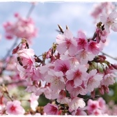 新店四份子產業道路：【新北◍•ᴗ•◍新店】賞花・新店四份子產業道路賞桐花詳細路線2015・4/30花況✯賞桐、賞螢景點｜桐花雪遍地的小徑