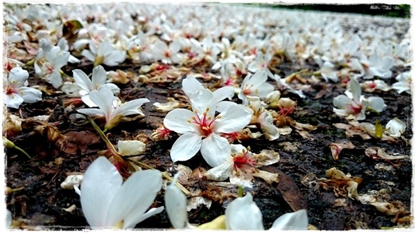 新店四份子產業道路：【新北◍•ᴗ•◍新店】賞花・新店四份子產業道路賞桐花詳細路線2015・4/30花況✯賞桐、賞螢景點｜桐花雪遍地的小徑