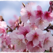 新店四份子產業道路：【新北◍•ᴗ•◍新店】賞花・新店四份子產業道路賞桐花詳細路線2015・4/30花況✯賞桐、賞螢景點｜桐花雪遍地的小徑