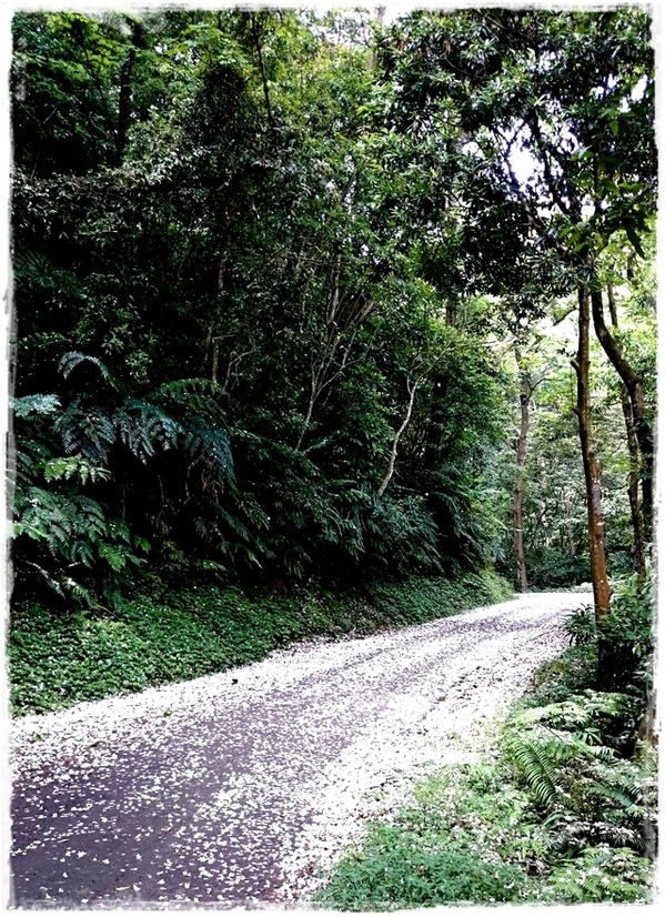 新店四份子產業道路：【新北◍•ᴗ•◍新店】賞花・新店四份子產業道路賞桐花詳細路線2015・4/30花況✯賞桐、賞螢景點｜桐花雪遍地的小徑