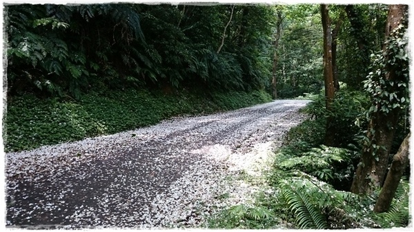 新店四份子產業道路：【新北◍•ᴗ•◍新店】賞花・新店四份子產業道路賞桐花詳細路線2015・4/30花況✯賞桐、賞螢景點｜桐花雪遍地的小徑