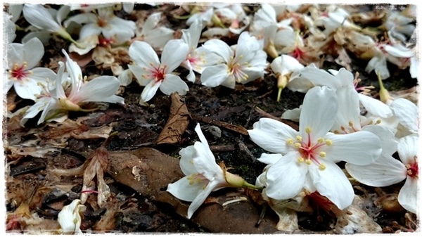 新店四份子產業道路：【新北◍•ᴗ•◍新店】賞花・新店四份子產業道路賞桐花詳細路線2015・4/30花況✯賞桐、賞螢景點｜桐花雪遍地的小徑