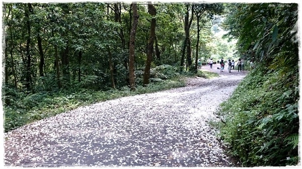 新店四份子產業道路：【新北◍•ᴗ•◍新店】賞花・新店四份子產業道路賞桐花詳細路線2015・4/30花況✯賞桐、賞螢景點｜桐花雪遍地的小徑