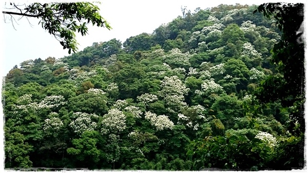 新店四份子產業道路：【新北◍•ᴗ•◍新店】賞花・新店四份子產業道路賞桐花詳細路線2015・4/30花況✯賞桐、賞螢景點｜桐花雪遍地的小徑