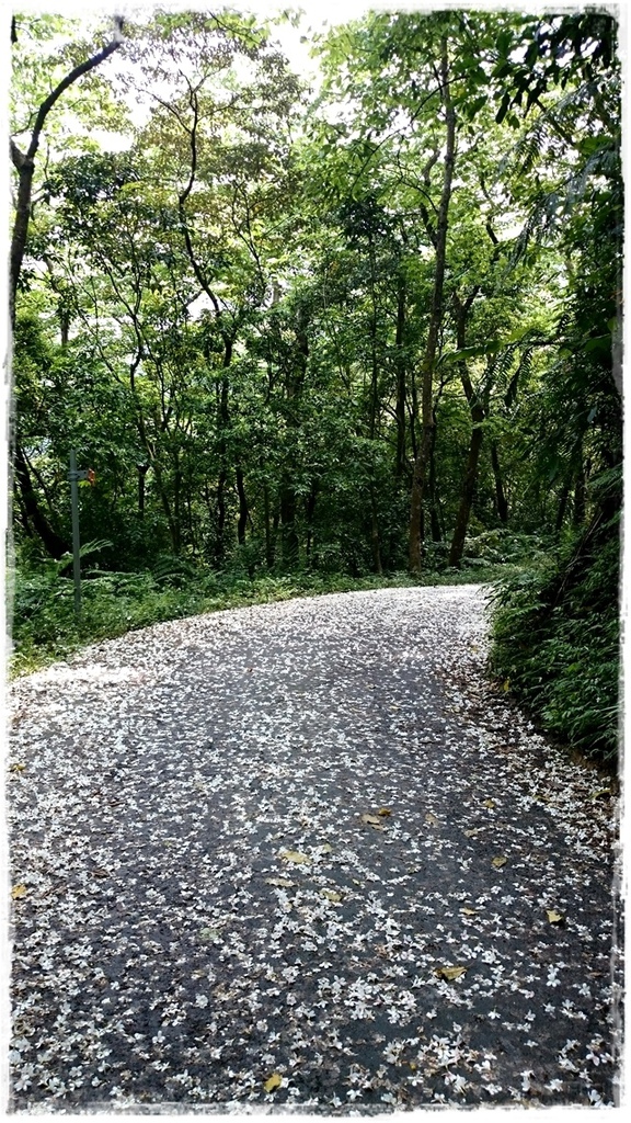 新店四份子產業道路：【新北◍•ᴗ•◍新店】賞花・新店四份子產業道路賞桐花詳細路線2015・4/30花況✯賞桐、賞螢景點｜桐花雪遍地的小徑