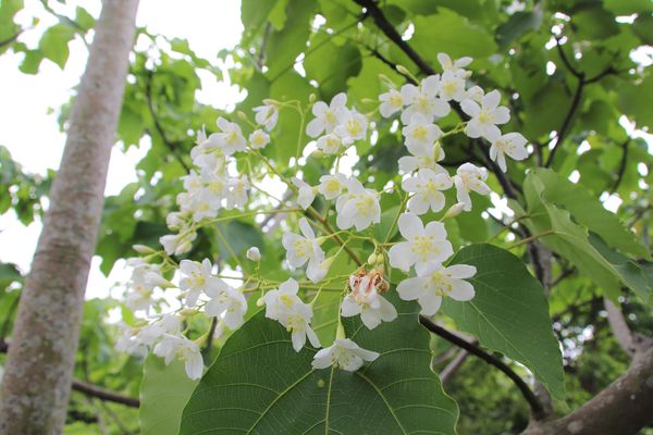 甘家堡：【桃園景點】龍潭甘家堡生態休閒園區~油桐花秘境，季節限定，私人園區免費開放入園