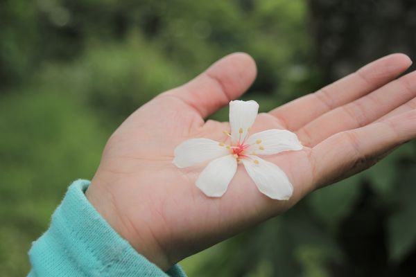 甘家堡：【桃園景點】龍潭甘家堡生態休閒園區~油桐花秘境，季節限定，私人園區免費開放入園