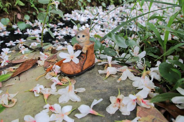 甘家堡：【桃園景點】龍潭甘家堡生態休閒園區~油桐花秘境，季節限定，私人園區免費開放入園