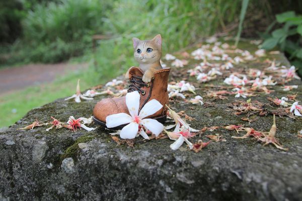 甘家堡：【桃園景點】龍潭甘家堡生態休閒園區~油桐花秘境，季節限定，私人園區免費開放入園