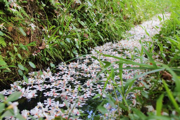 甘家堡：【桃園景點】龍潭甘家堡生態休閒園區~油桐花秘境，季節限定，私人園區免費開放入園