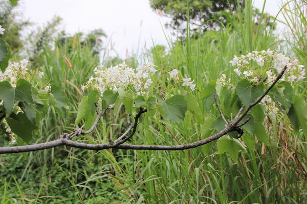 甘家堡：【桃園景點】龍潭甘家堡生態休閒園區~油桐花秘境，季節限定，私人園區免費開放入園