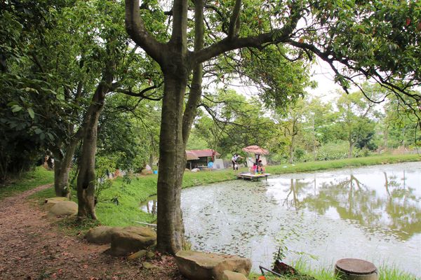 甘家堡：【桃園景點】龍潭甘家堡生態休閒園區~油桐花秘境，季節限定，私人園區免費開放入園