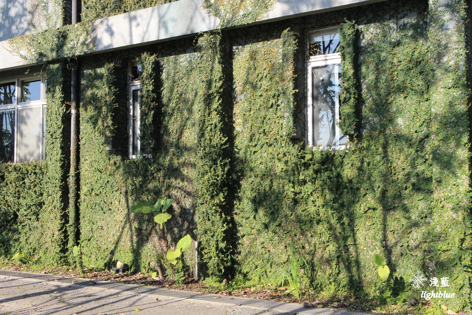 新北淡水景點：淺藍 × 雲門劇場～看樹看海看表演，在油綠大草坪遠眺台北港，329海景星巴克開幕