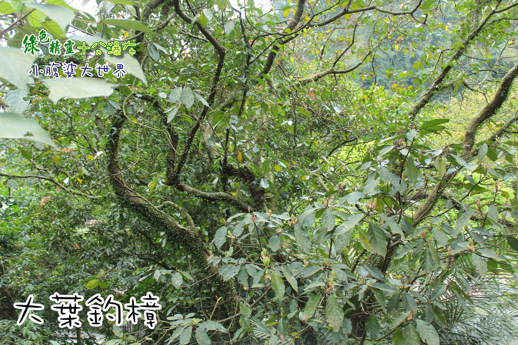 十分瀑布 019 十分瀑布 019