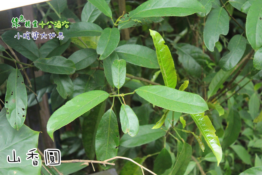 十分瀑布 016 十分瀑布 016