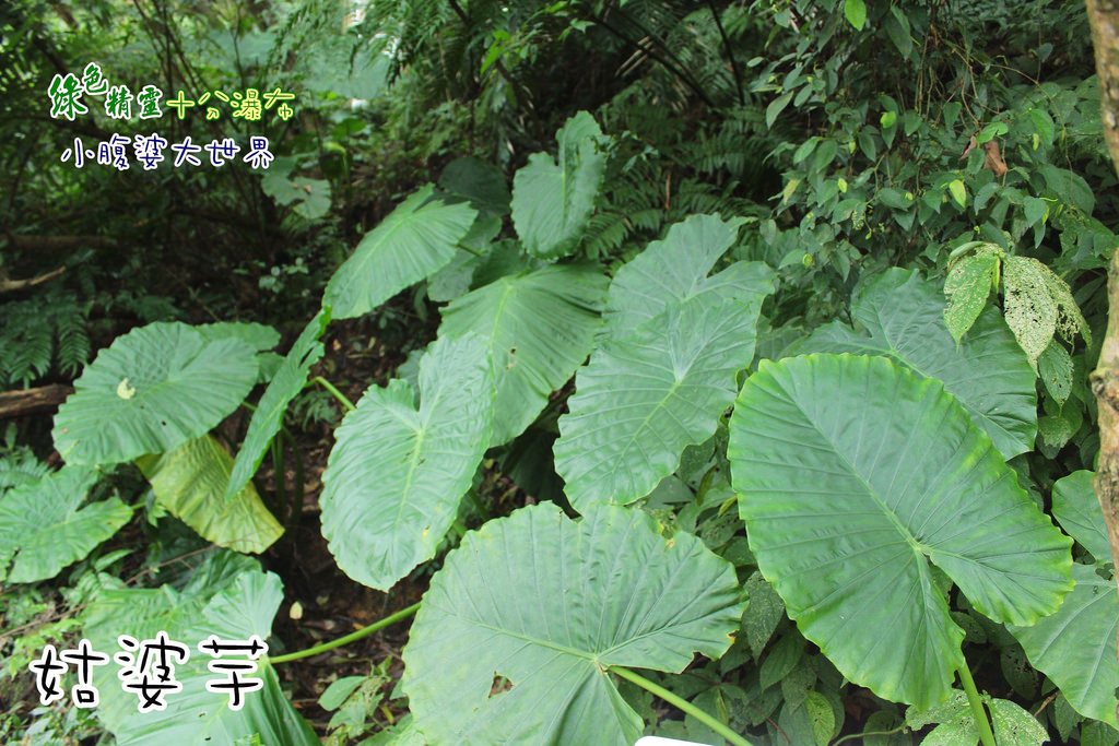 十分瀑布 014 十分瀑布 014