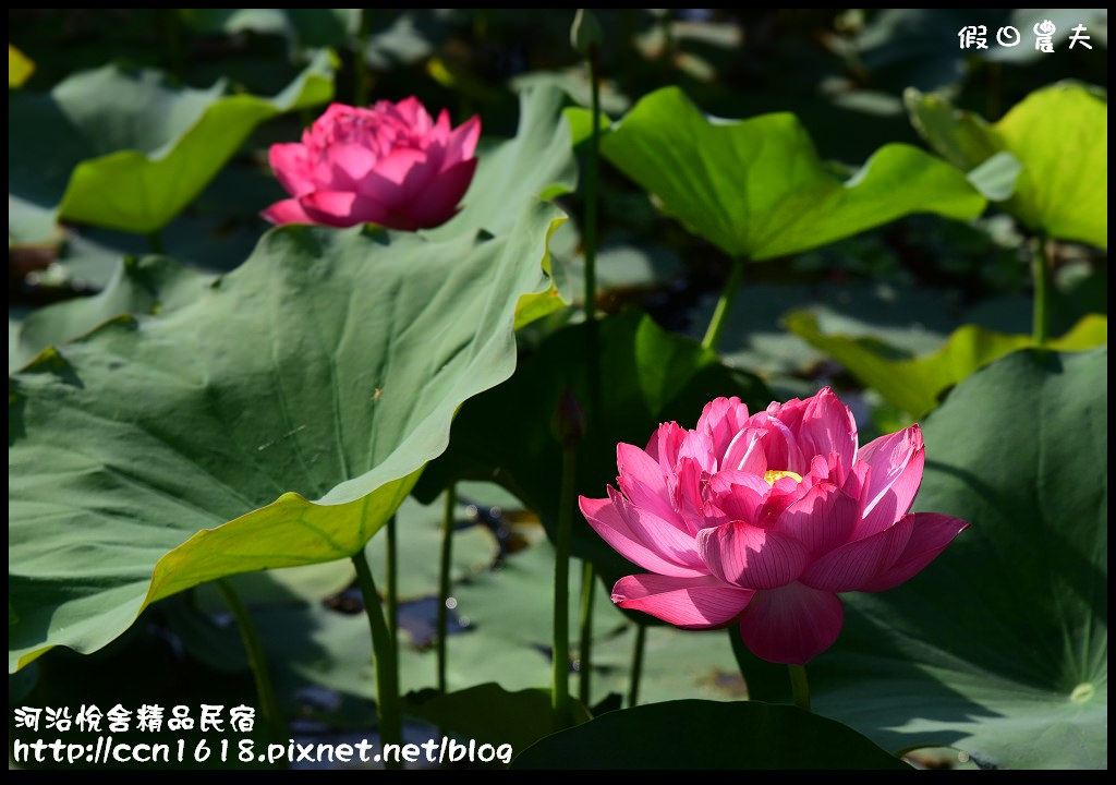 河沿悅舍精品民宿DSC_9283 河沿悅舍精品民宿DSC_9283