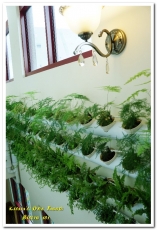 Bistro 181 法國餐廳:桃園龜山法國餐廳.在綠意雅緻的植物餐廳享用新鮮有機健康食材──Bistro 181