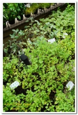 Bistro 181 法國餐廳:桃園龜山法國餐廳.在綠意雅緻的植物餐廳享用新鮮有機健康食材──Bistro 181