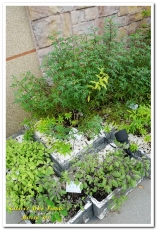 Bistro 181 法國餐廳:桃園龜山法國餐廳.在綠意雅緻的植物餐廳享用新鮮有機健康食材──Bistro 181