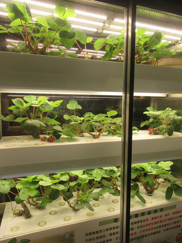 20170212_龜山bistro181 (4)