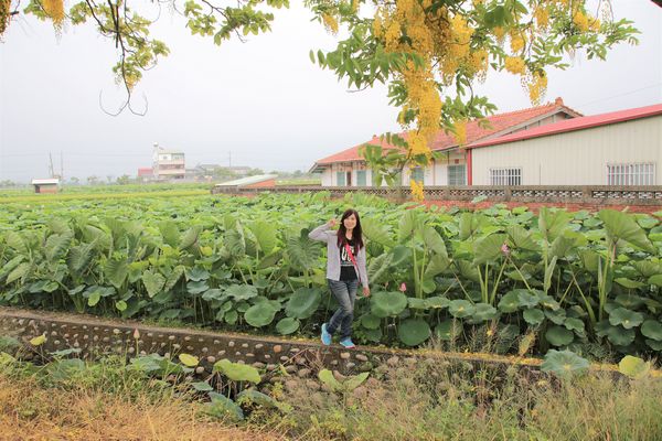 阿勃勒大道：【台南景點】台南白河阿勃勒大道~荷花荷葉相映景色美不勝收