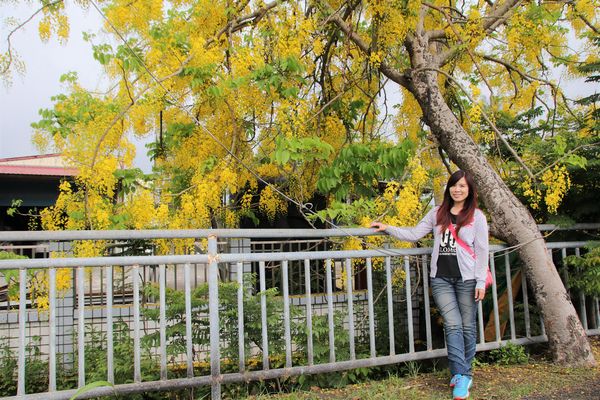 阿勃勒大道：【台南景點】台南白河阿勃勒大道~荷花荷葉相映景色美不勝收