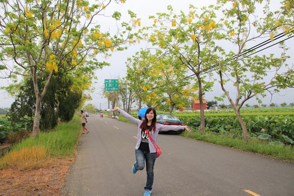 阿勃勒大道：【台南景點】台南白河阿勃勒大道~荷花荷葉相映景色美不勝收