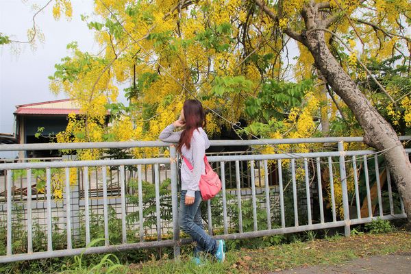 阿勃勒大道：【台南景點】台南白河阿勃勒大道~荷花荷葉相映景色美不勝收