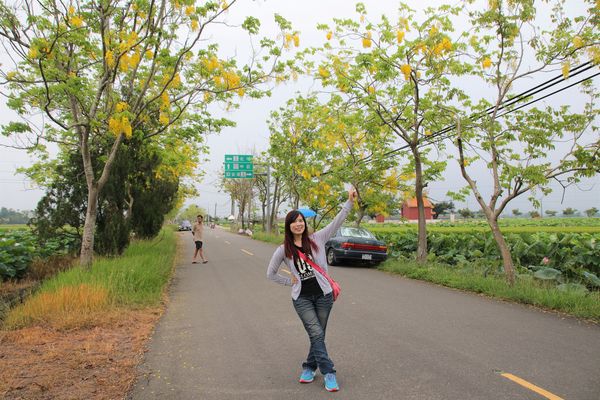 阿勃勒大道：【台南景點】台南白河阿勃勒大道~荷花荷葉相映景色美不勝收