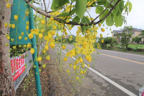 阿勃勒大道：【台南景點】台南白河阿勃勒大道~荷花荷葉相映景色美不勝收