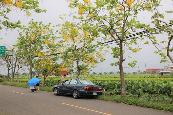 阿勃勒大道：【台南景點】台南白河阿勃勒大道~荷花荷葉相映景色美不勝收