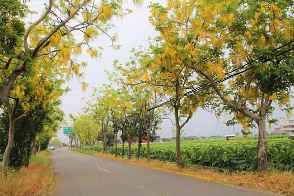 阿勃勒大道：【台南景點】台南白河阿勃勒大道~荷花荷葉相映景色美不勝收