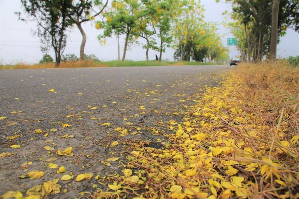 阿勃勒大道：【台南景點】台南白河阿勃勒大道~荷花荷葉相映景色美不勝收