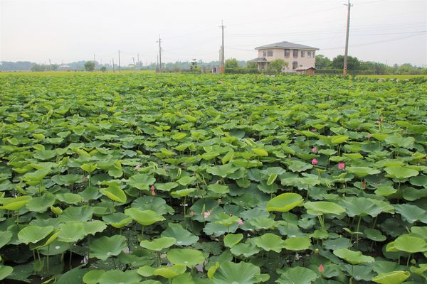 阿勃勒大道：【台南景點】台南白河阿勃勒大道~荷花荷葉相映景色美不勝收
