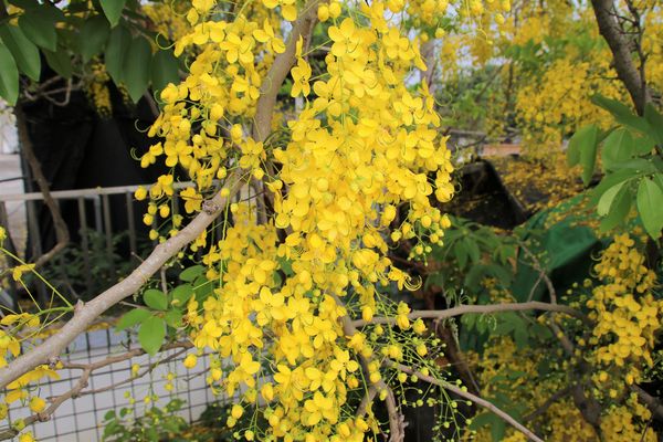 阿勃勒大道：【台南景點】台南白河阿勃勒大道~荷花荷葉相映景色美不勝收