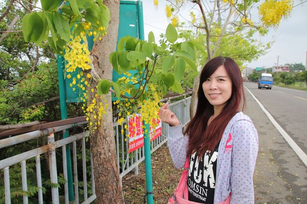 阿勃勒大道：【台南景點】台南白河阿勃勒大道~荷花荷葉相映景色美不勝收