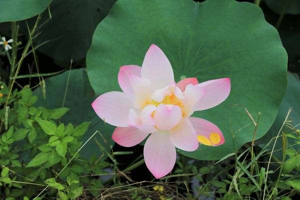 阿勃勒大道：【台南景點】台南白河阿勃勒大道~荷花荷葉相映景色美不勝收