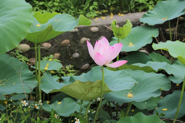 阿勃勒大道：【台南景點】台南白河阿勃勒大道~荷花荷葉相映景色美不勝收