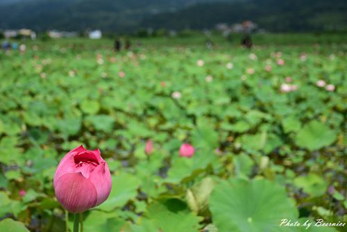 0630 4-清水濕地09.jpg