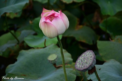 0630 1-北海岸夏荷12.jpg