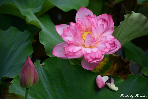 0630 4-清水濕地16.jpg