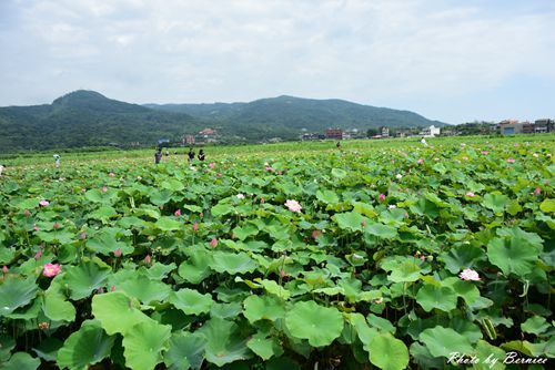 0630 1-北海岸夏荷14.jpg